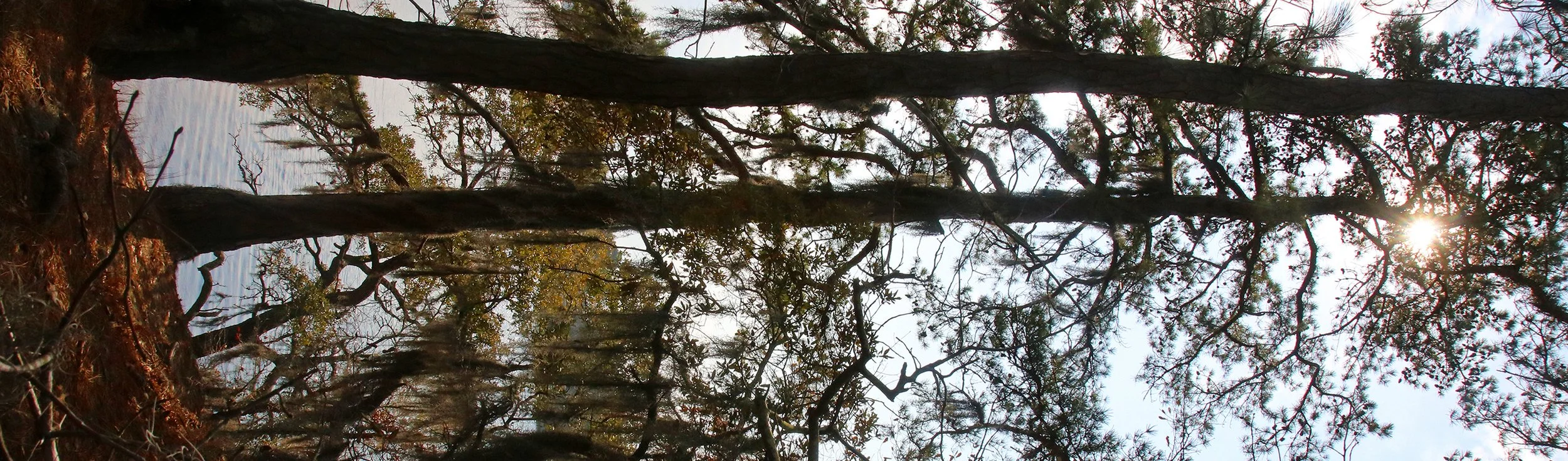 tall pine 1.jpg