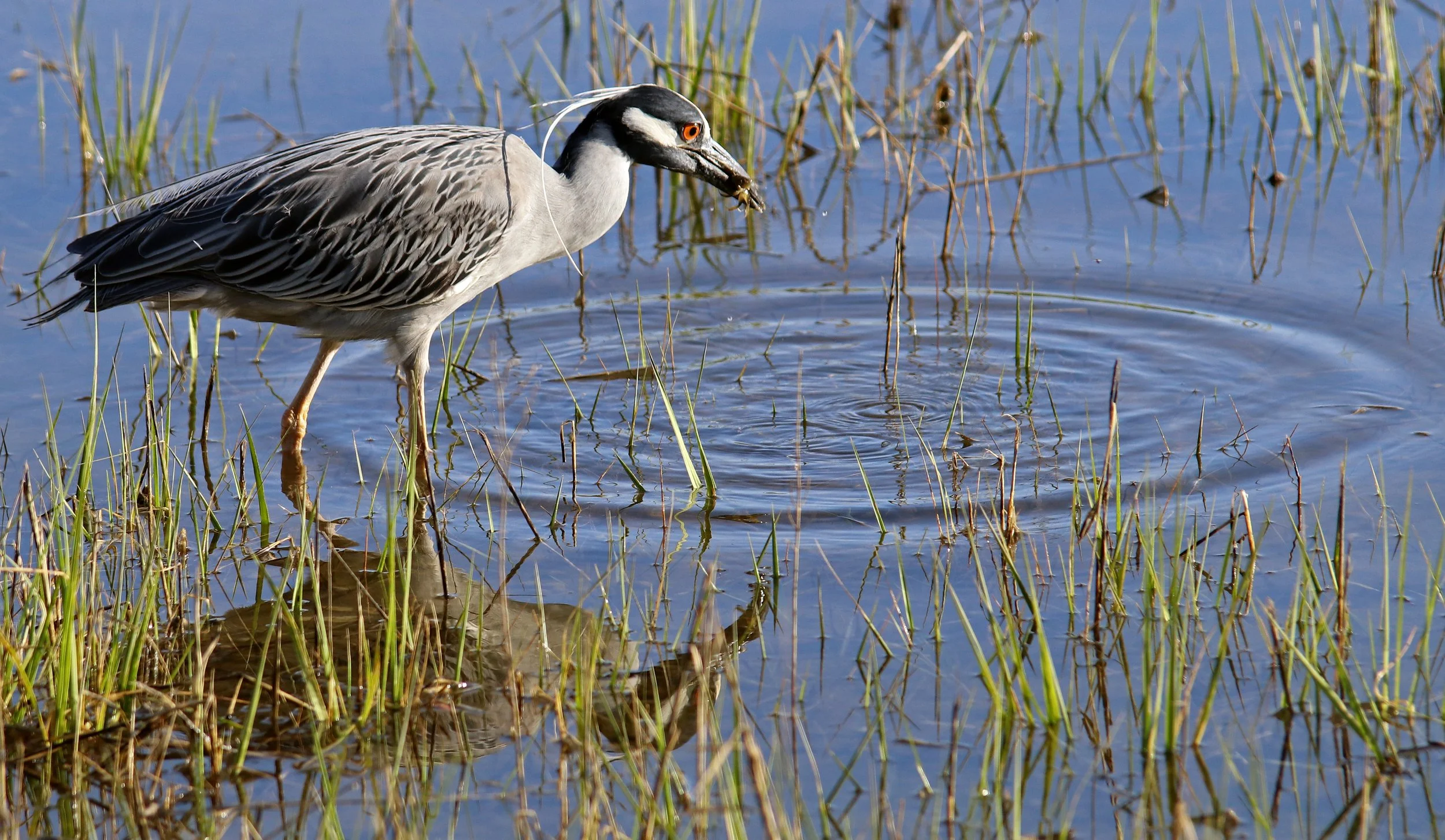 yellow crowned night heron swirl.jpg