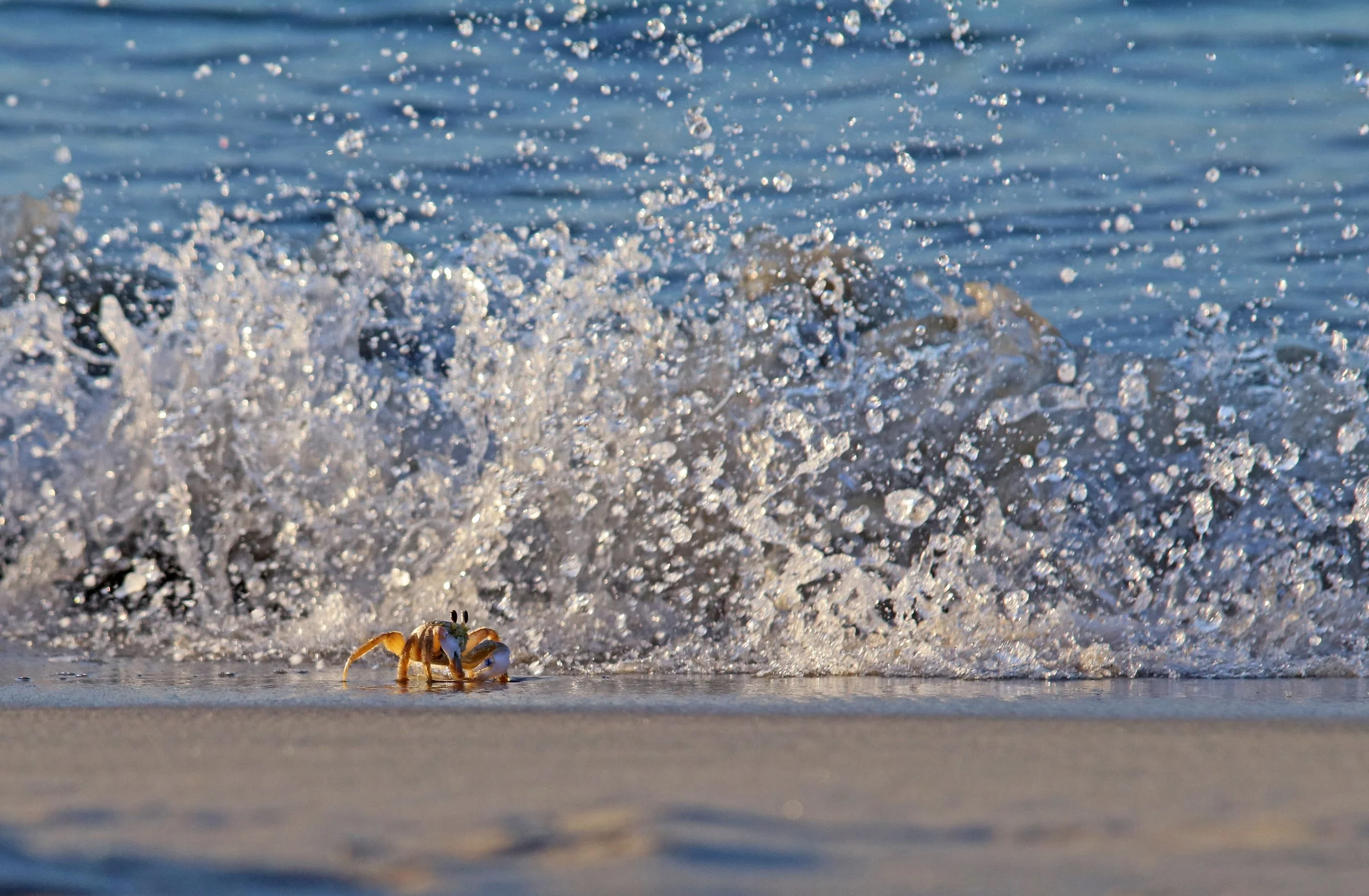 Ghost crab on beach a little to close to the surf