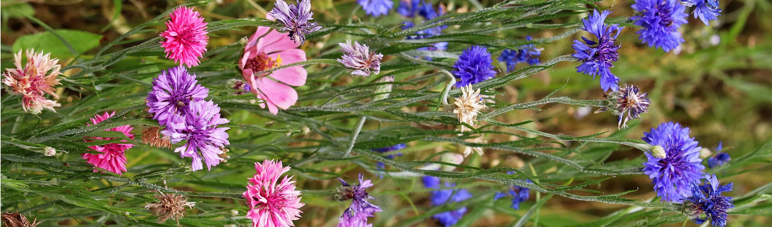 Flower field 2.jpg