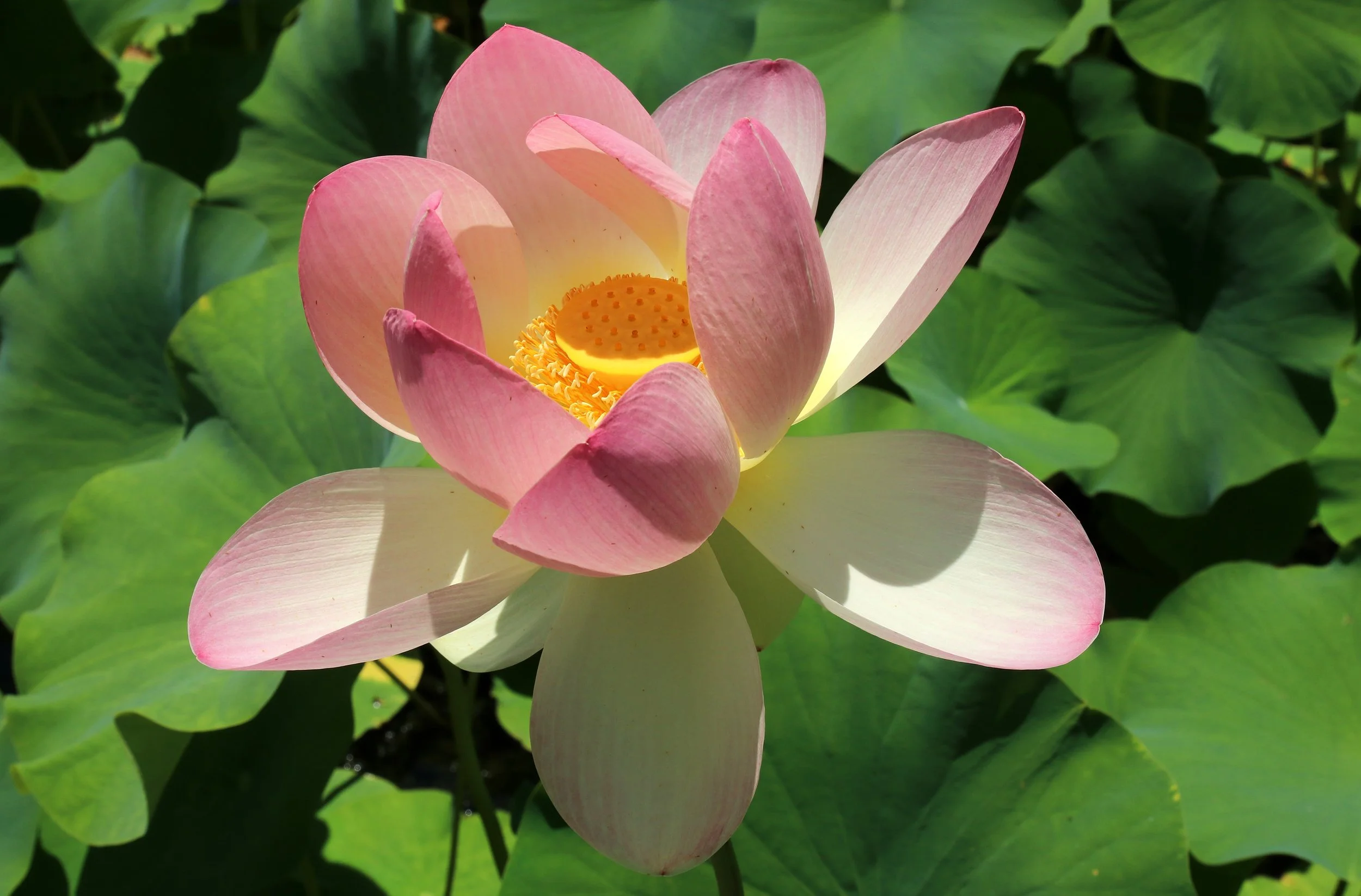 Lotus flower at Norfolk Botanical Gardens