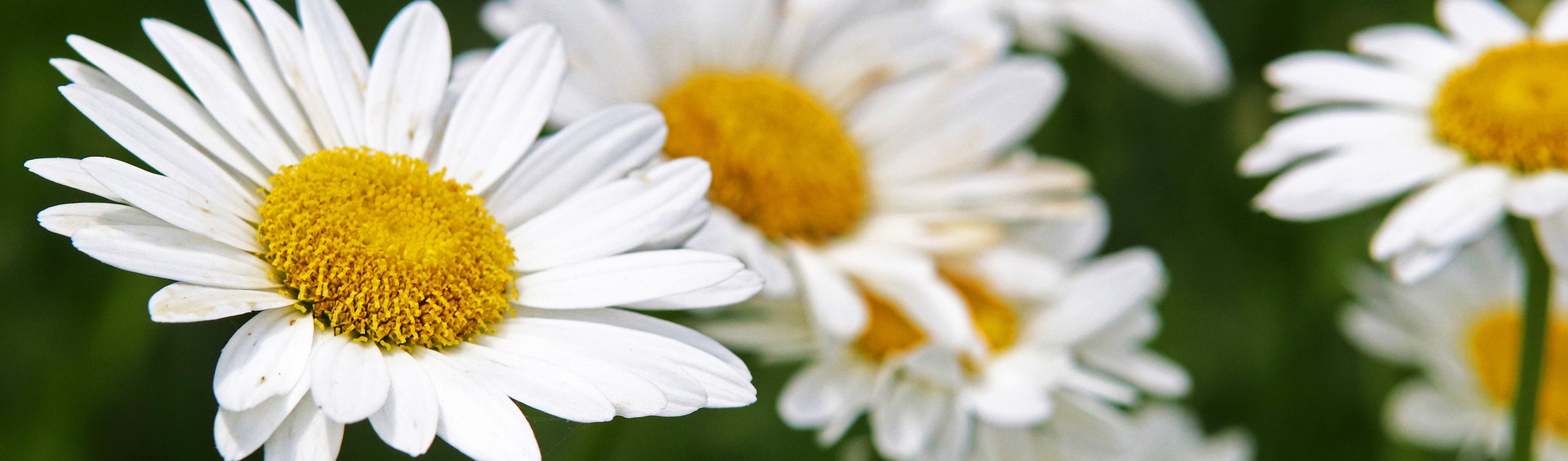 daisy 1.jpg