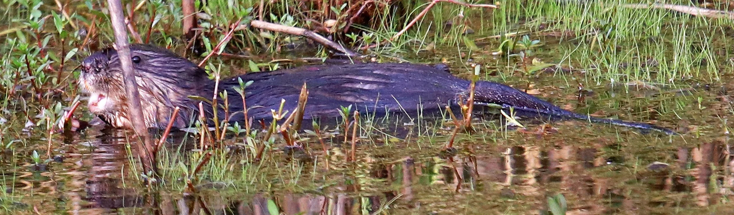 otter 4.jpg