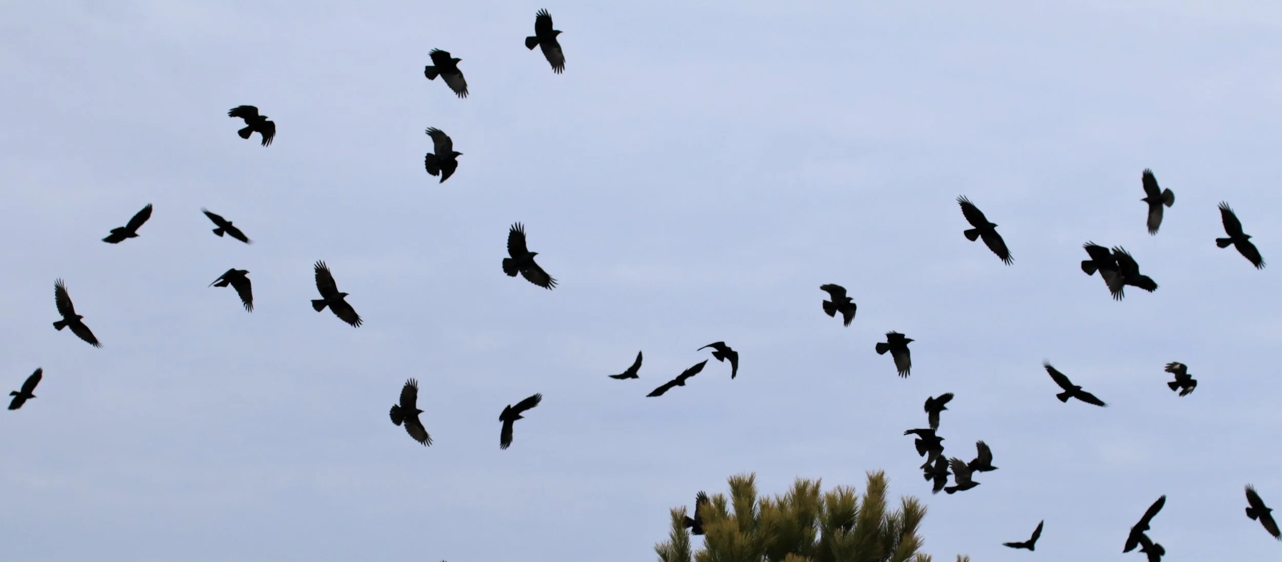 murder of crows, chaos in flight