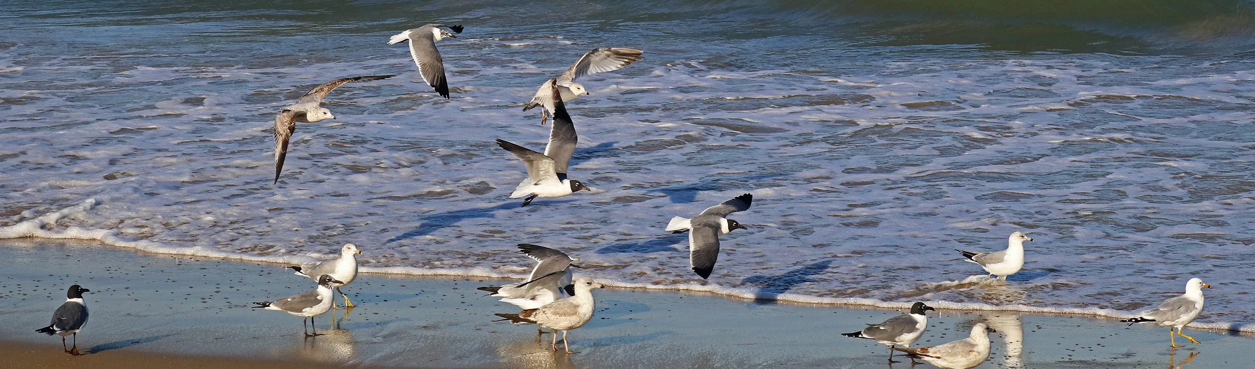 gulls 1.jpg