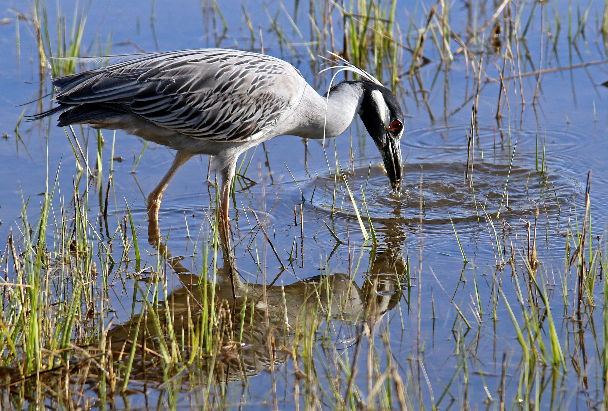 yellow crowned night heron fresh catch.jpg
