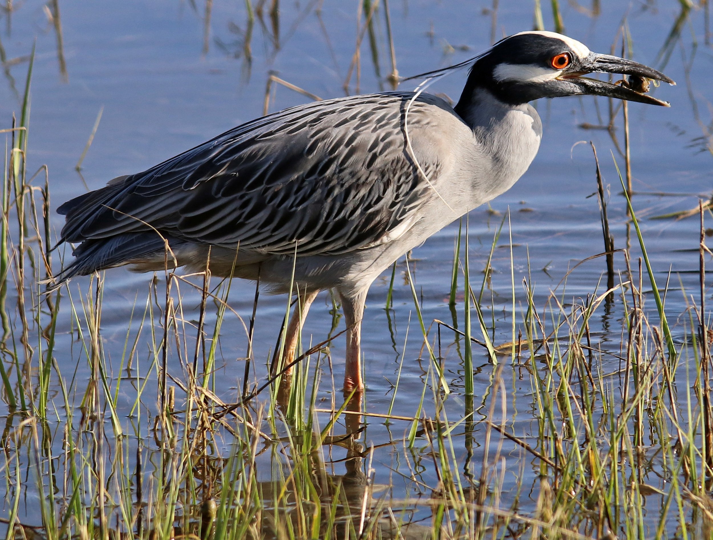 yellow crowned night heron with treat.jpg