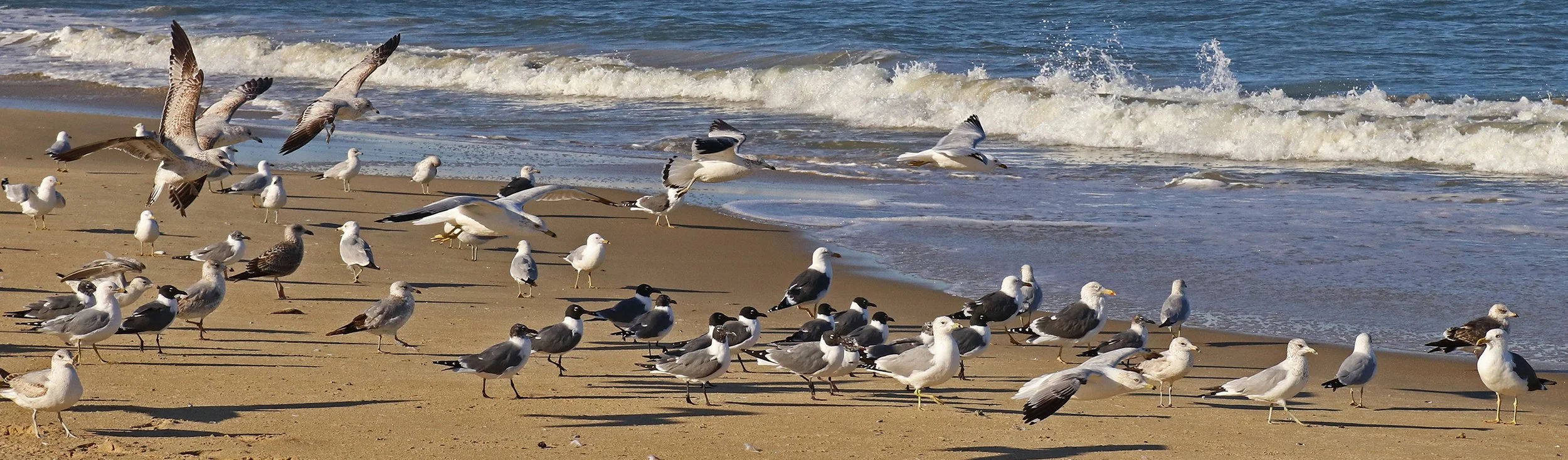 gulls 5.jpg