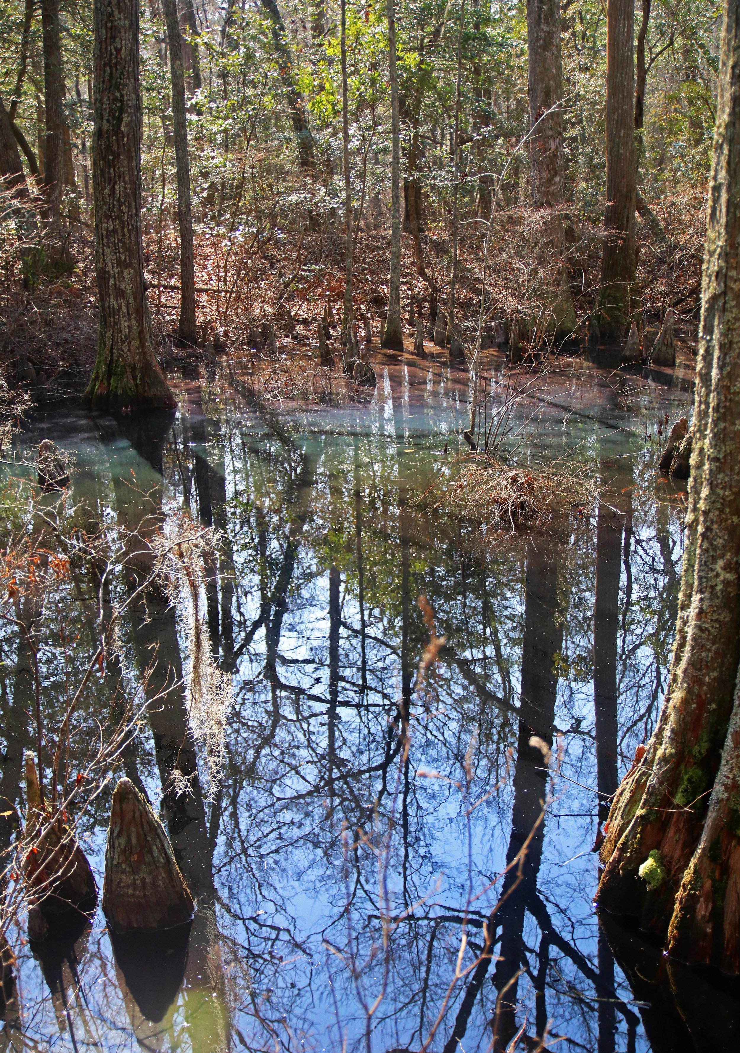 reflection & colors in cypress swamp