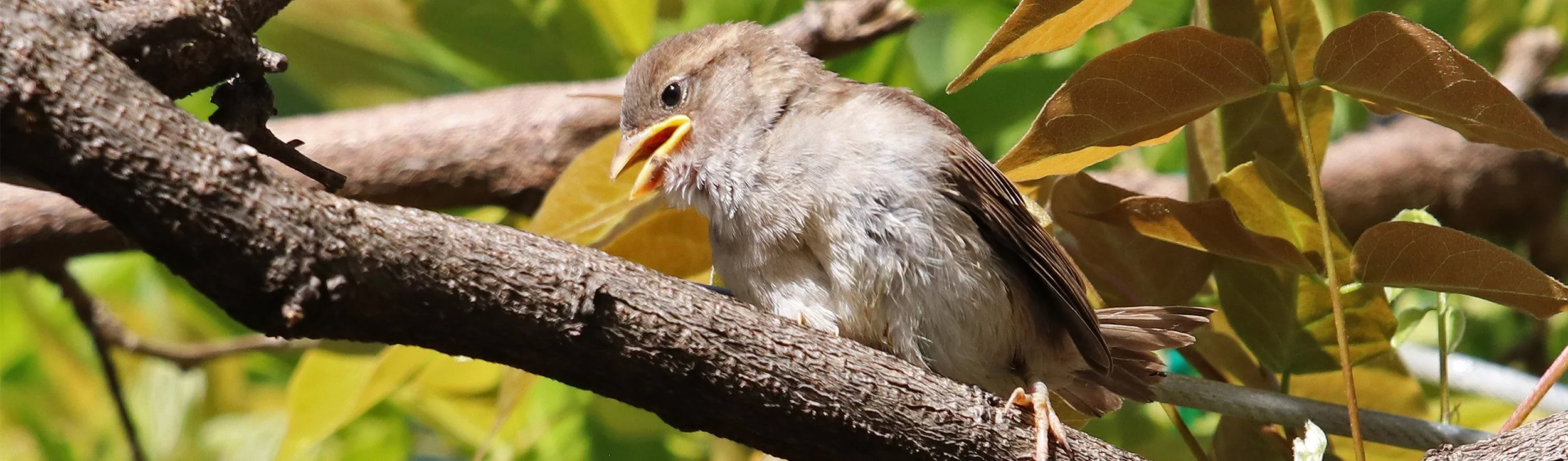 house finch 2.jpg