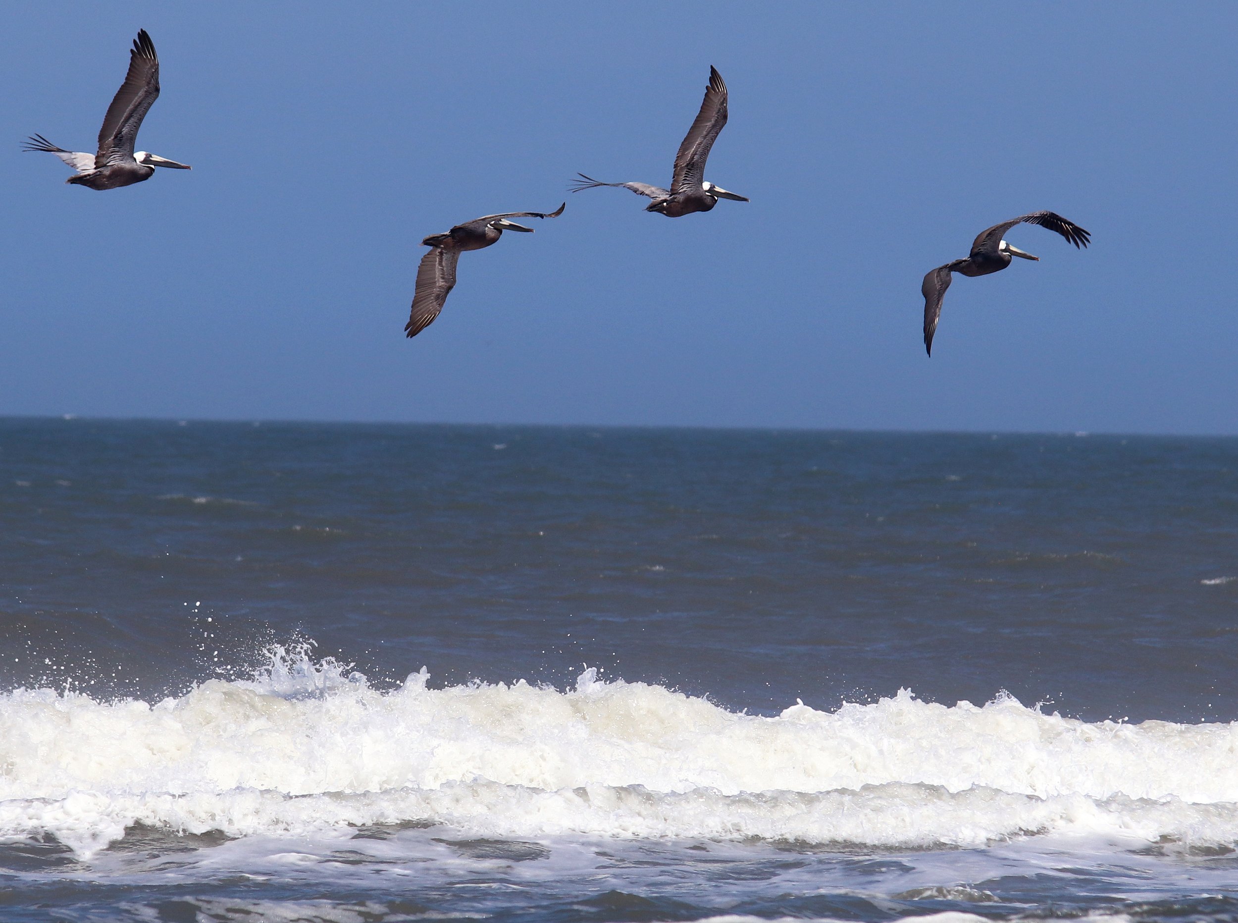 four adult pelicans flying over the ocean