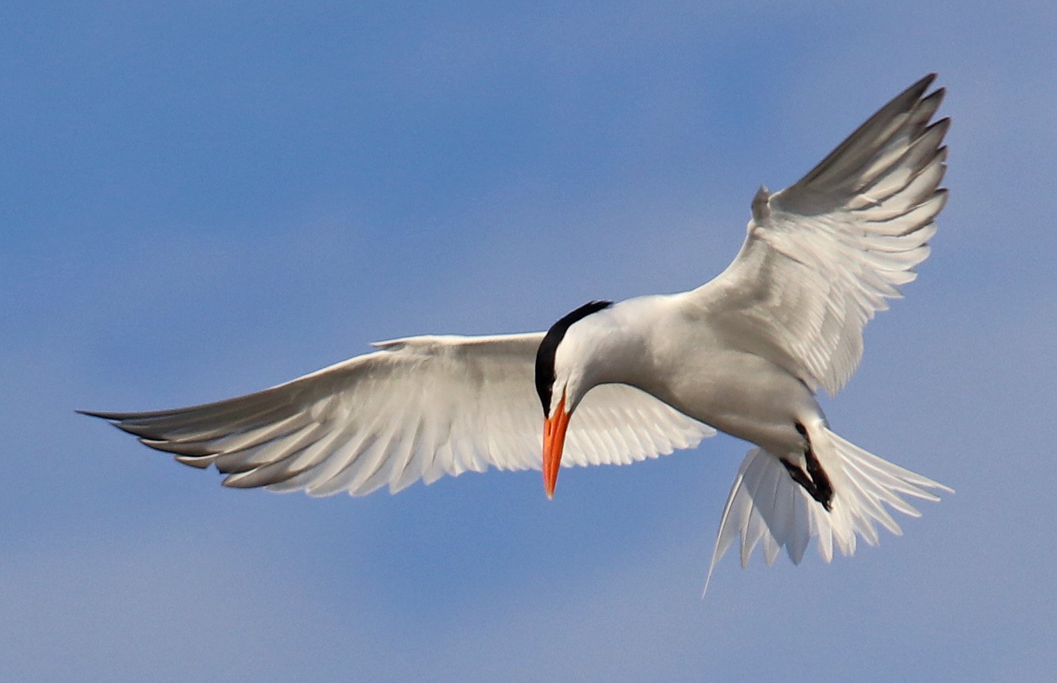 Tern in Flight