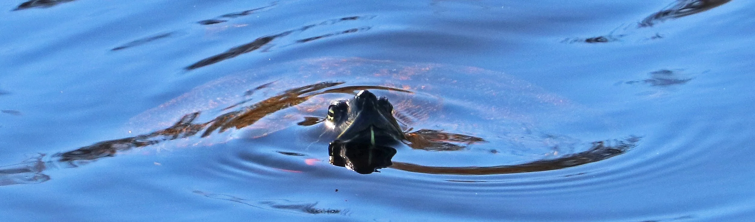 turtle 1.jpg