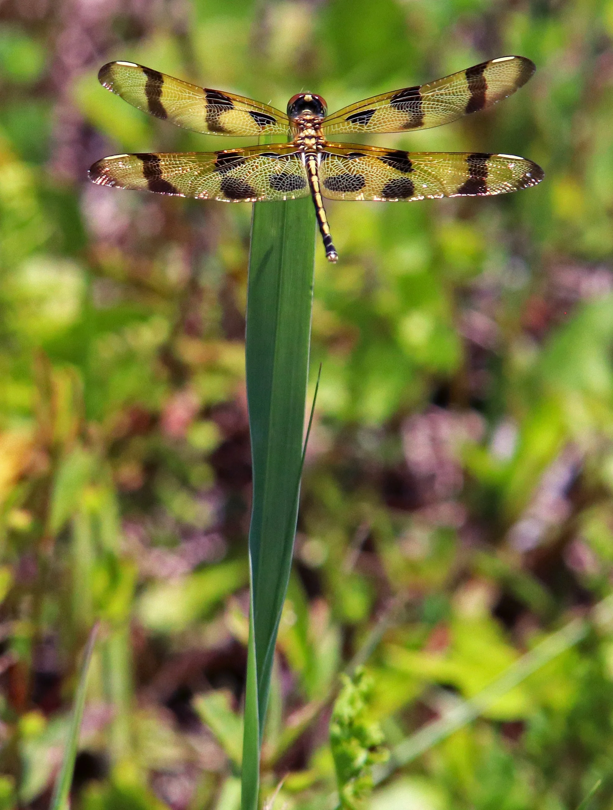 Dragonfly on single blade of grass