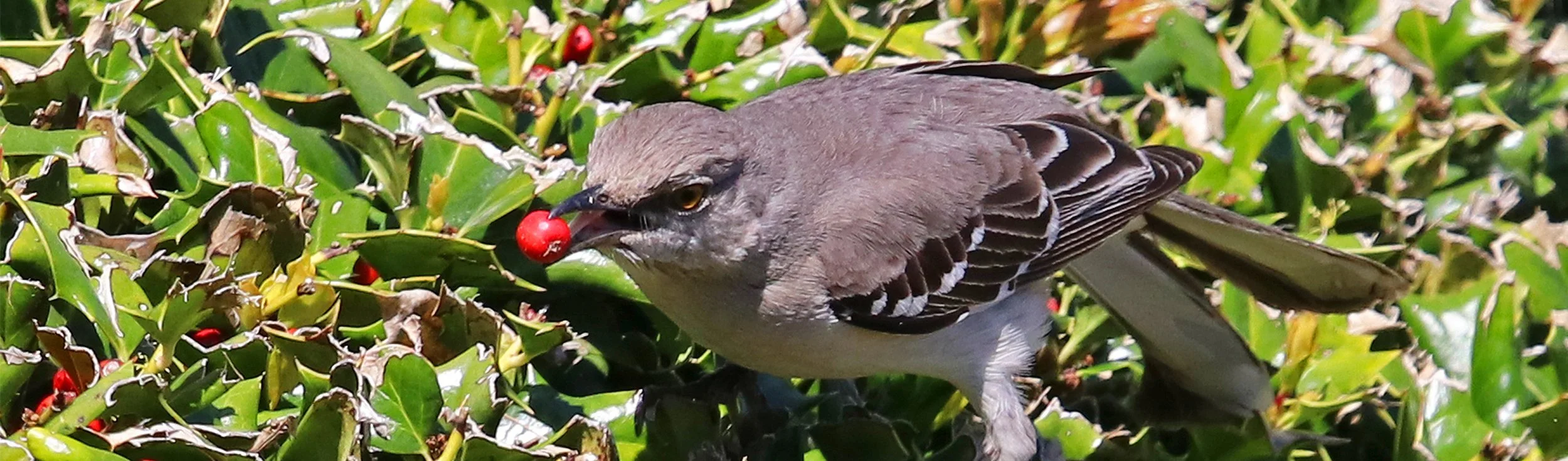 mockingbird 1.jpg