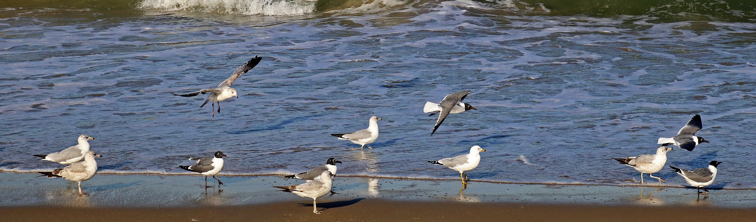 gulls 3.jpg