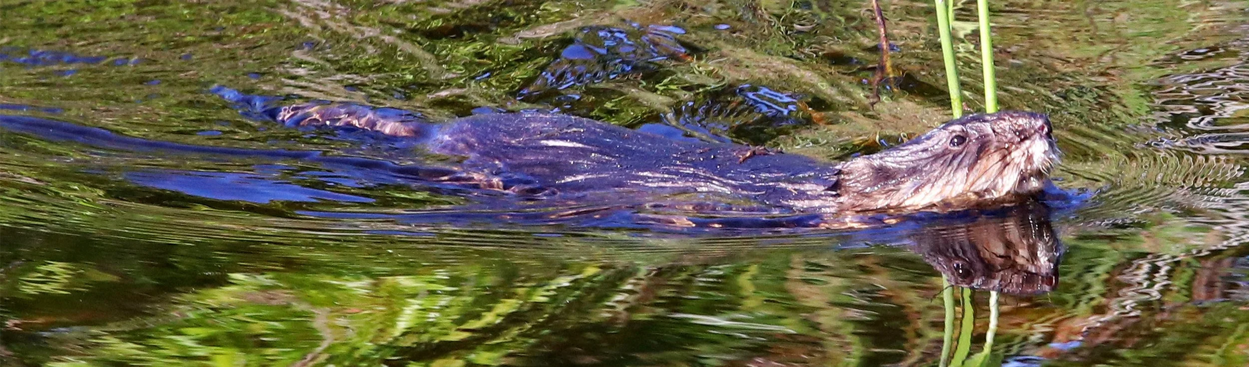 otter 2.jpg