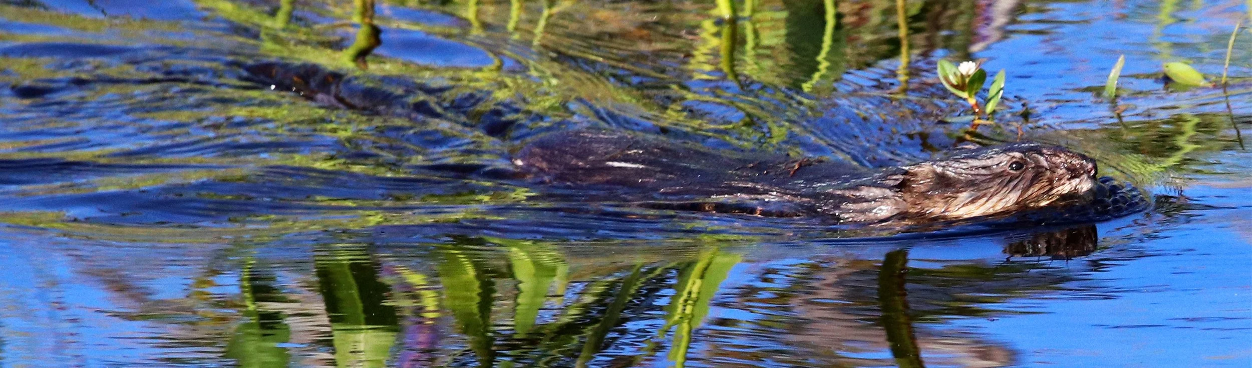 otter 1.jpg