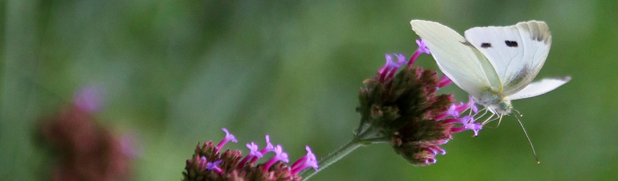 butterfly 1.jpg