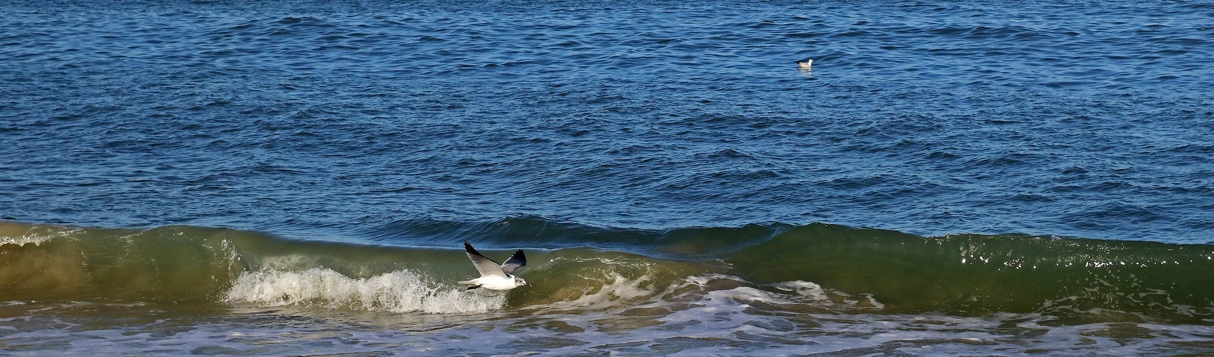 gulls 4.jpg