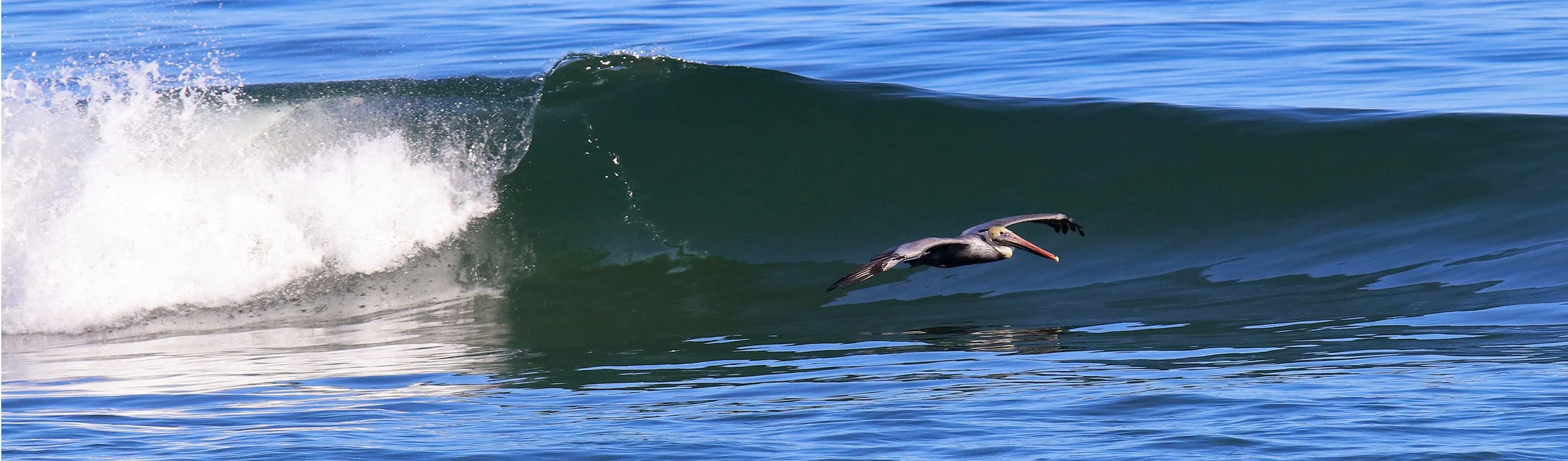 pelican 1.jpg