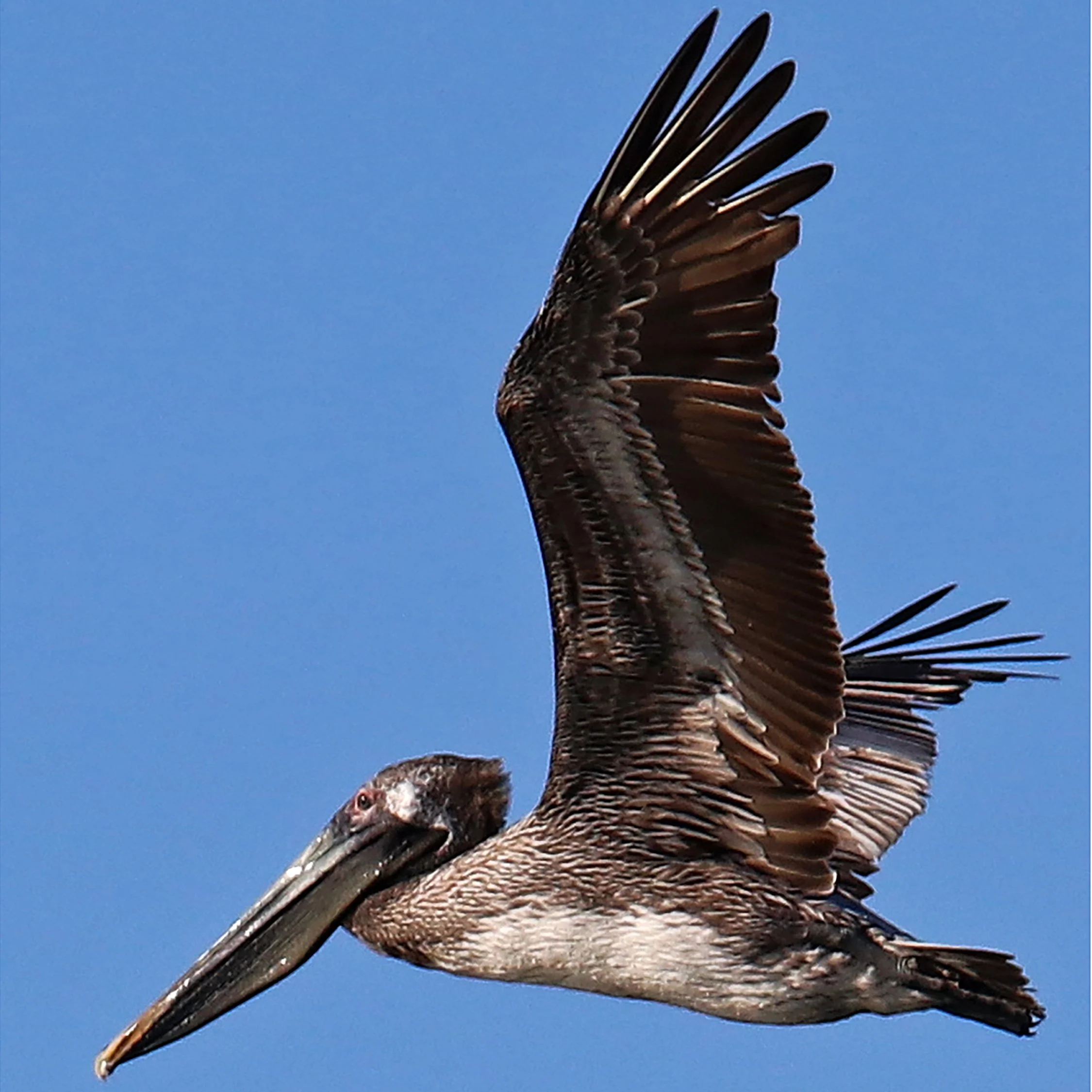 Juvenile pelican in flight