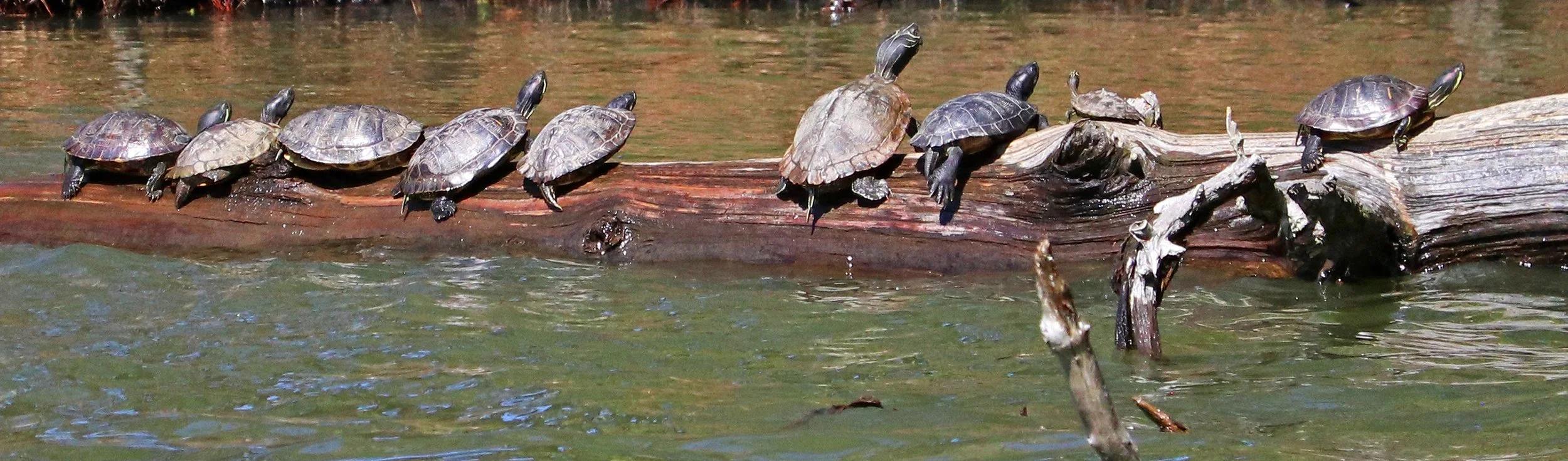 turtle 2.jpg