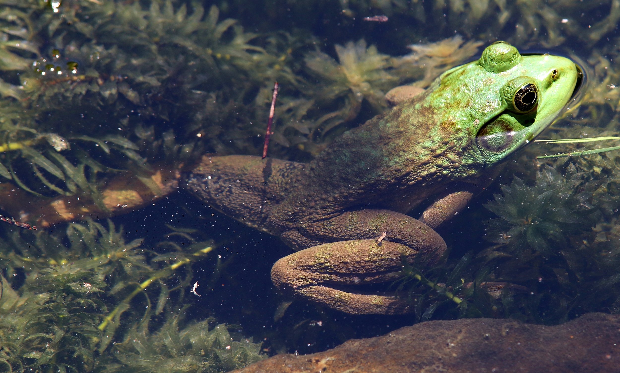 Partially submerged frog in very clear water