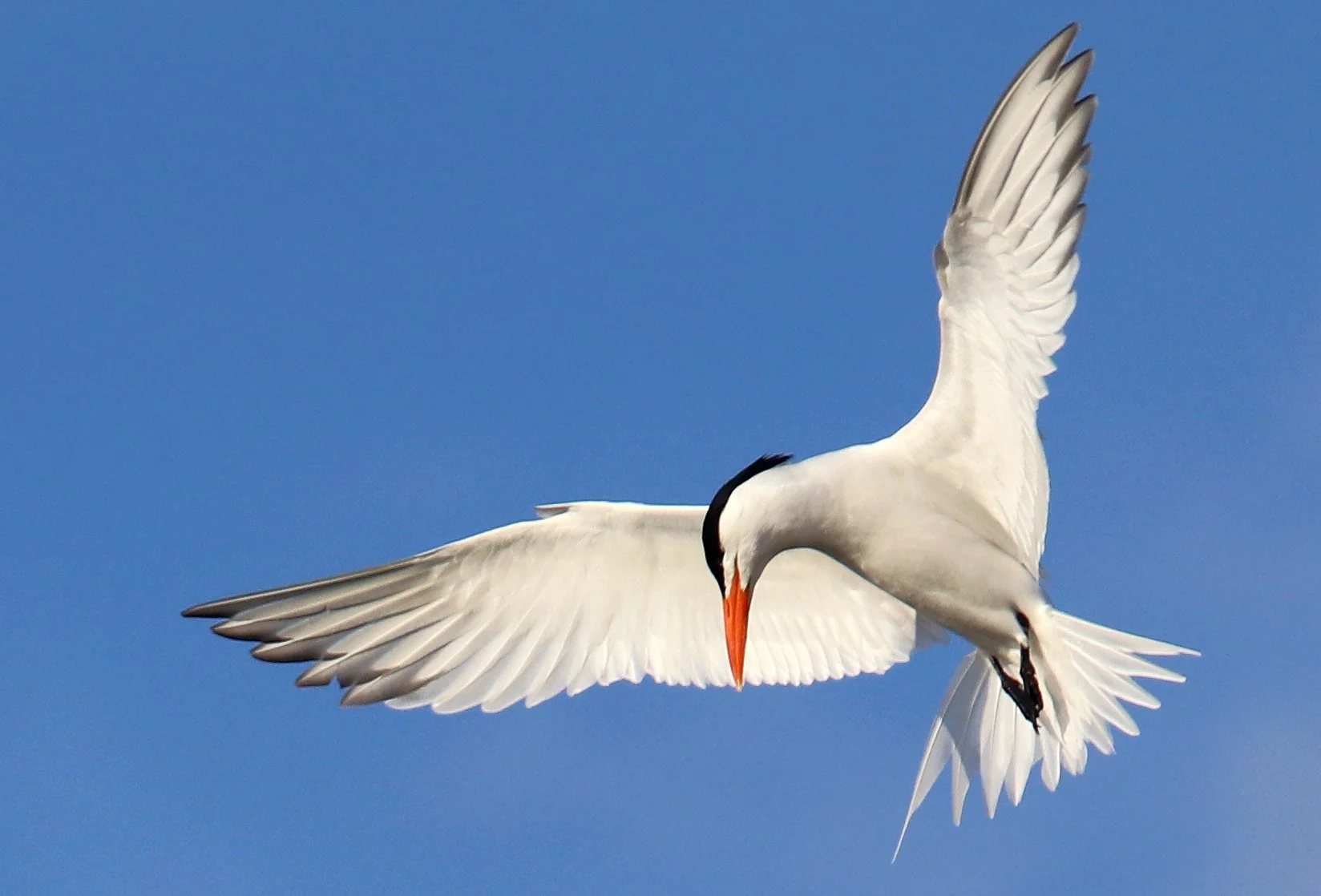 rightous tern.jpg