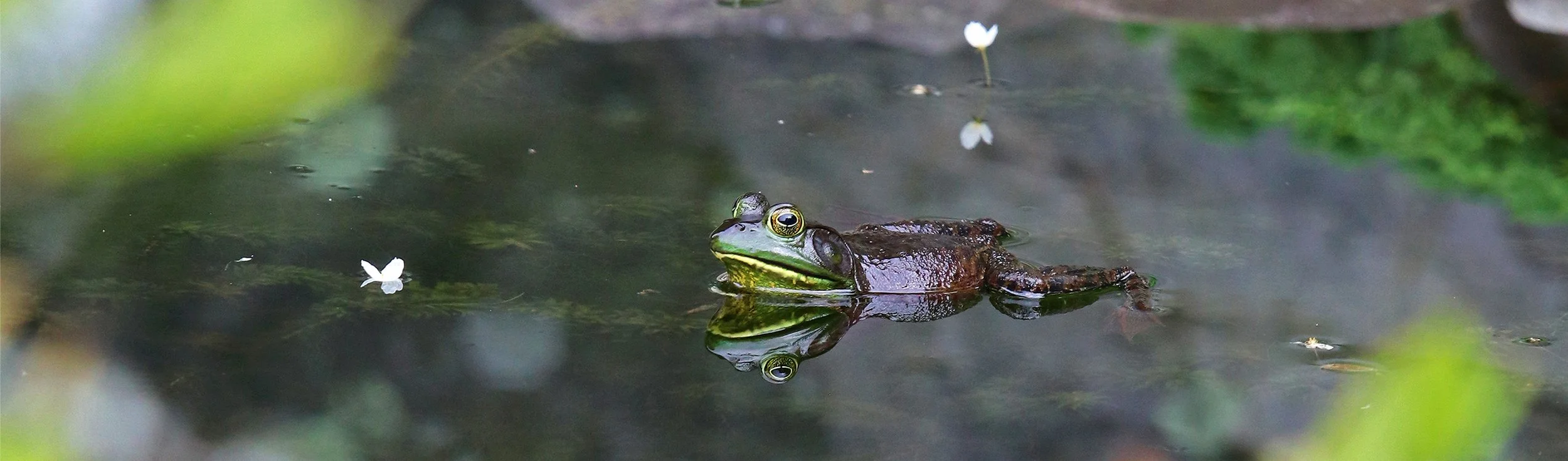 Frog 1.jpg