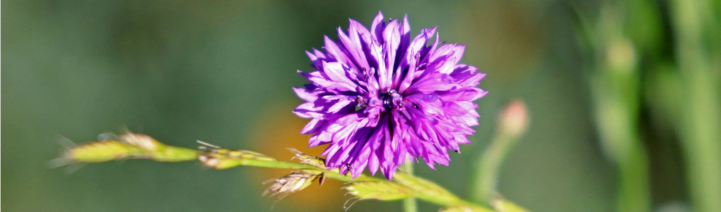 purple fluff flower 1.jpg
