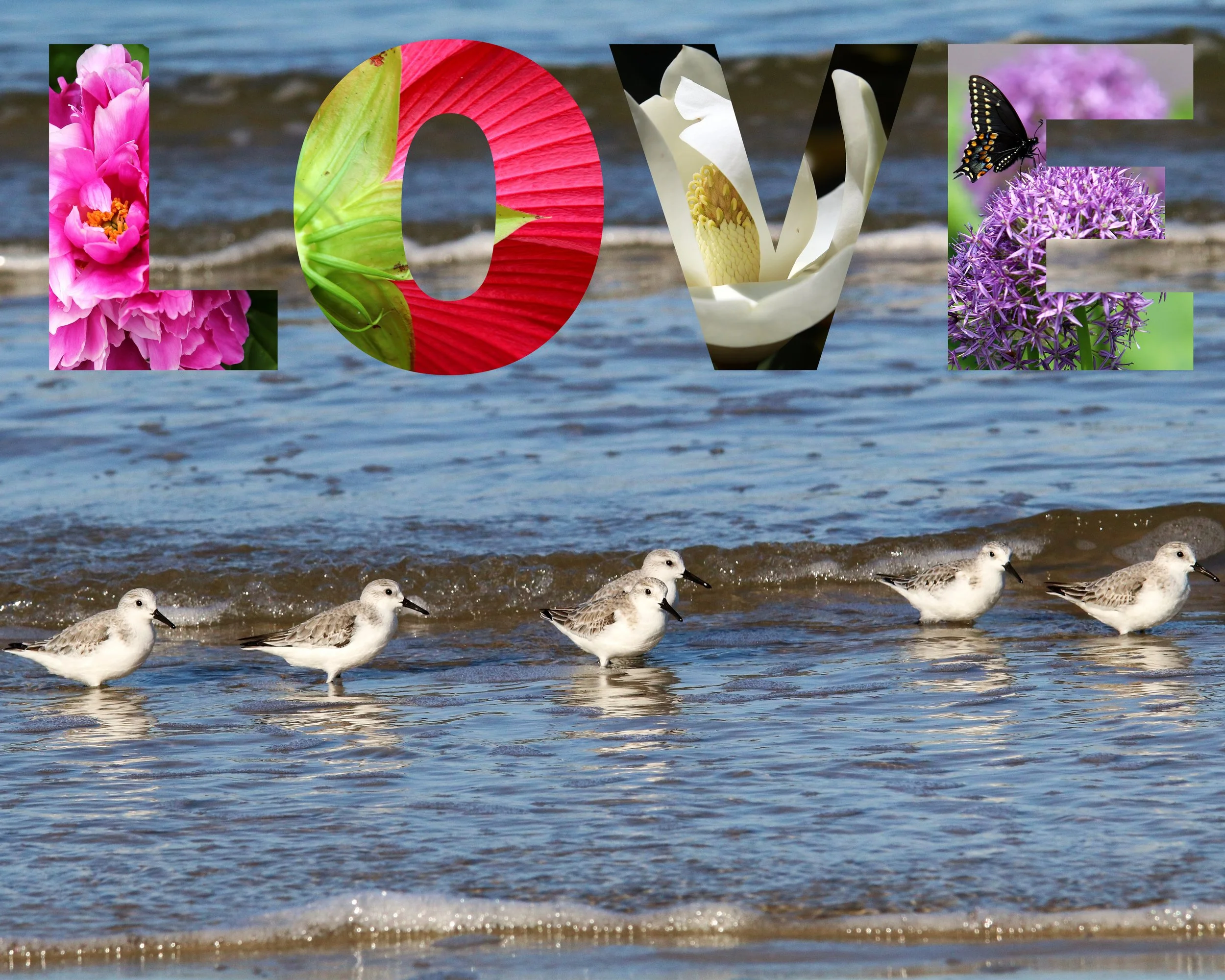 sanderling love flowers - Copy.jpg