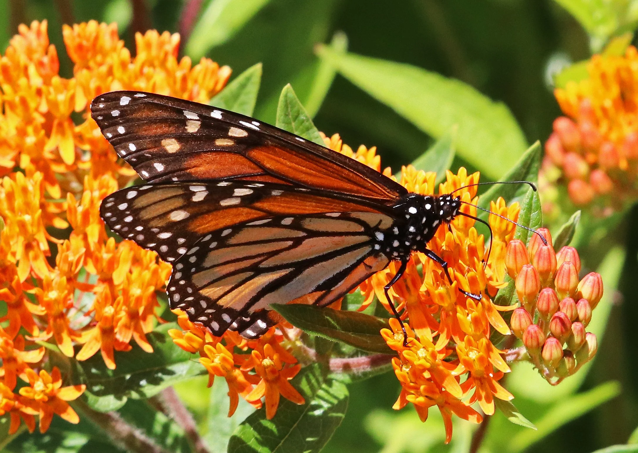 Monarch Butterfly feeding on orange flowers