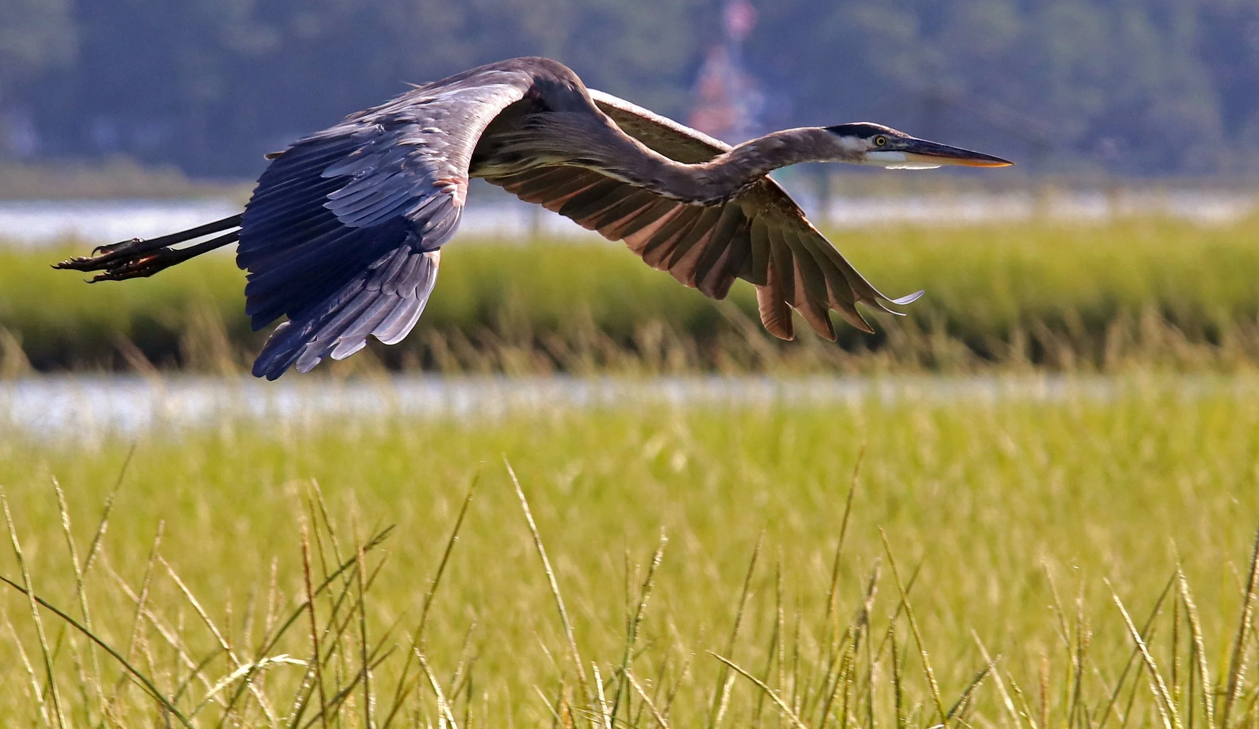 Great Blue Heron in flight over marsh