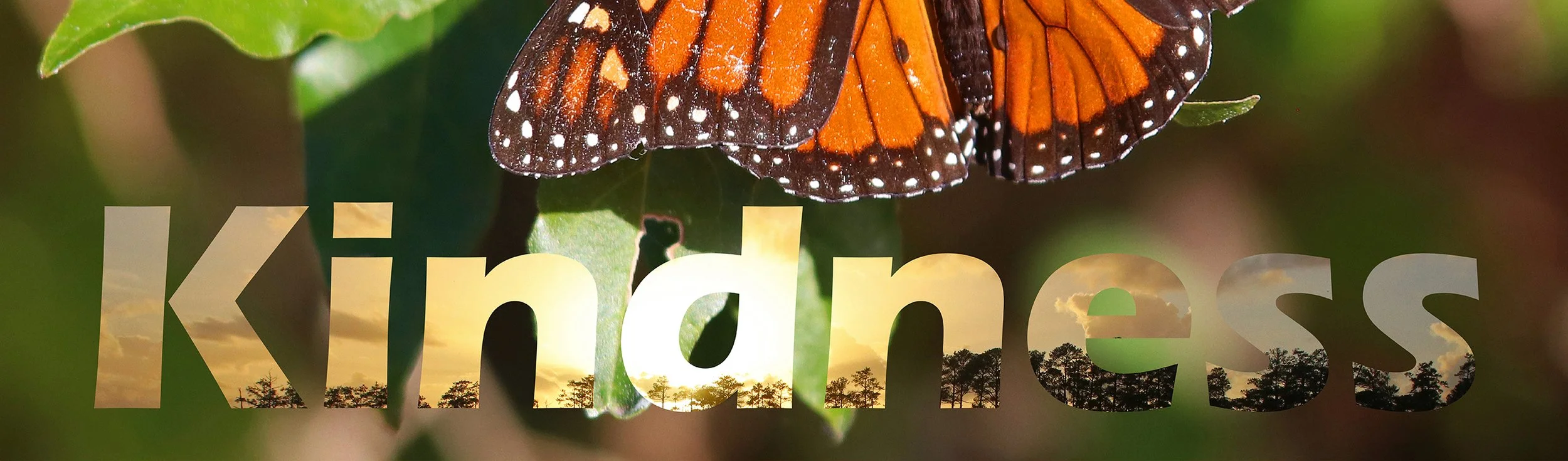 Kindness butterfly 2.jpg
