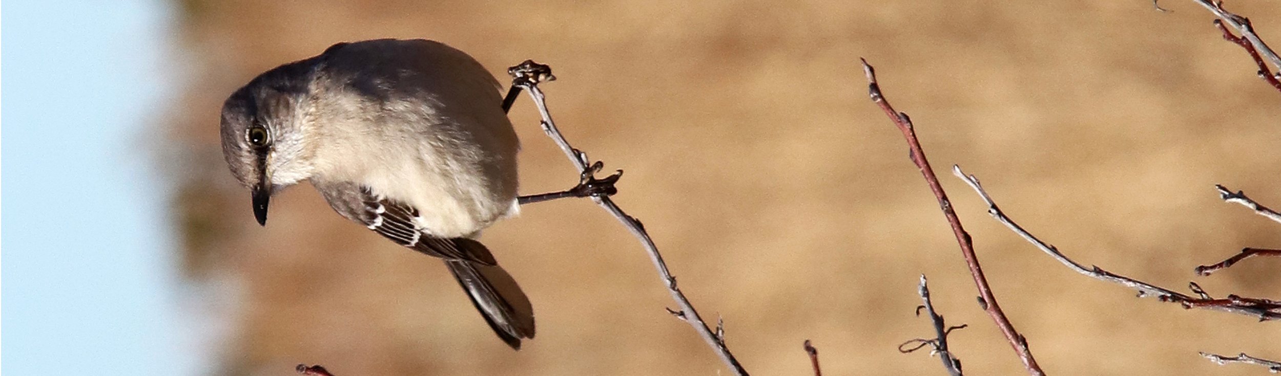 mockingbird 2.jpg