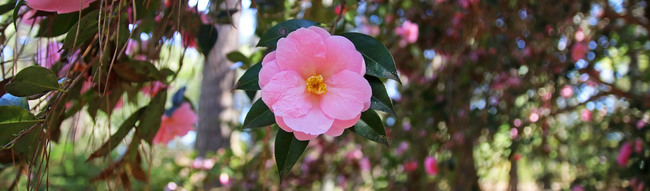 camellia 1.jpg