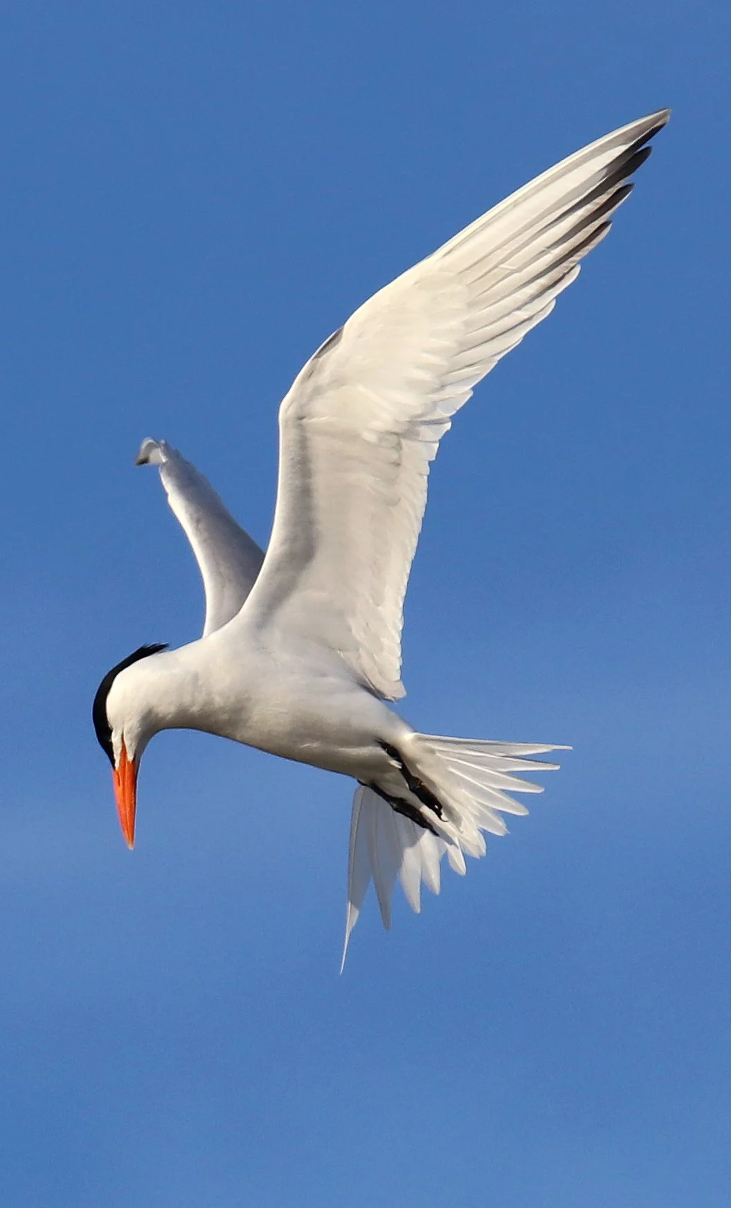 fall tern.jpg