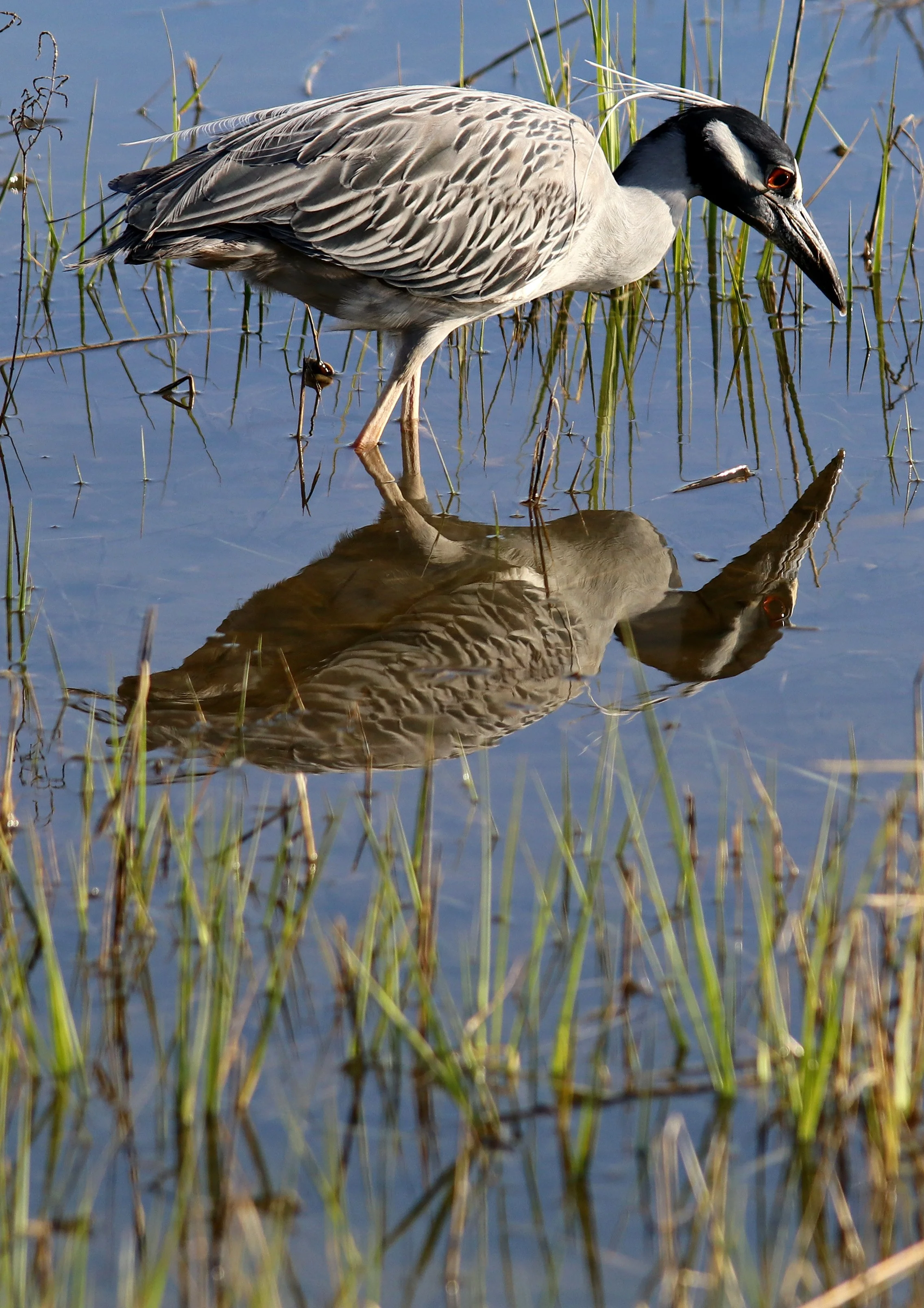 yellow crowned night heron reflection.jpg
