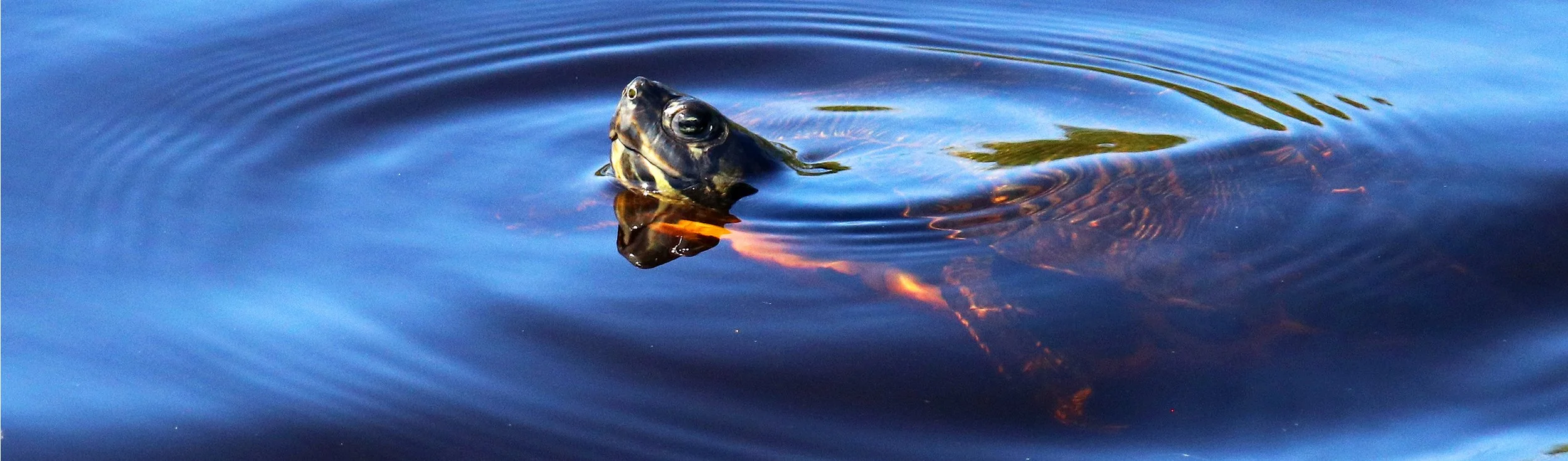turtle 3.jpg