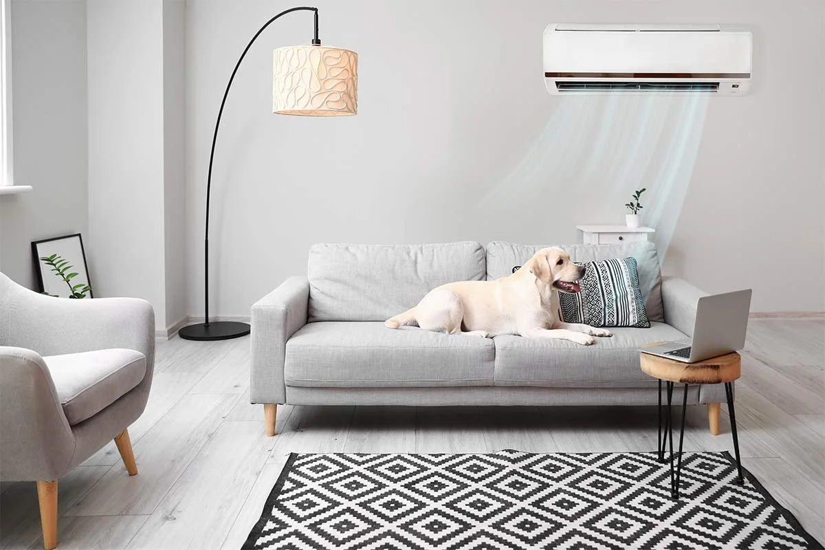 Living room with a light gray sofa, a Labrador retriever lying on it, a laptop on a small wooden table, a black and white patterned rug, a white armchair, a tall black floor lamp with a beige lampshade, an air conditioner on the wall, a small side table with a plant, and a framed picture of a green plant leaning against the wall.