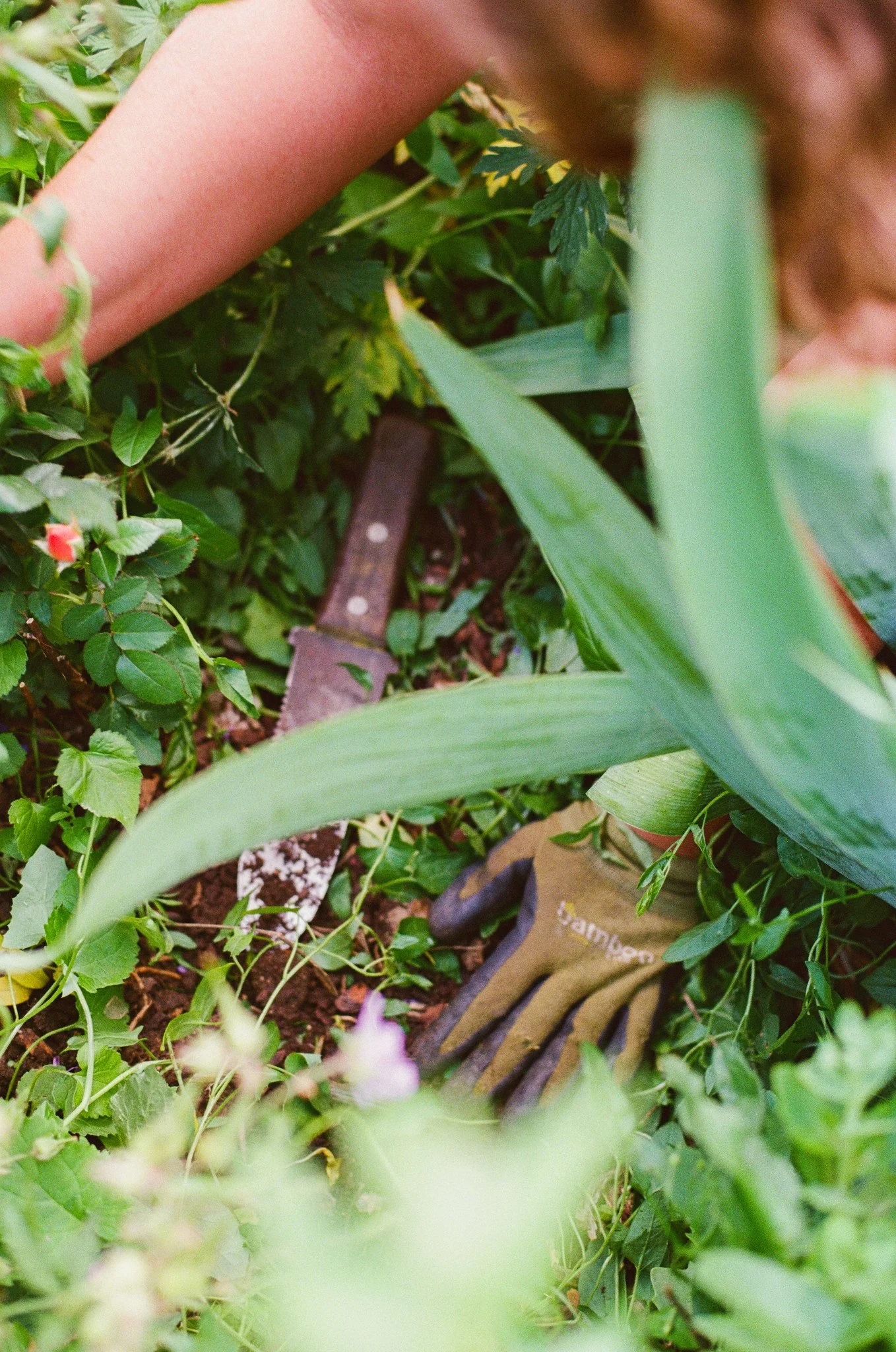 kvangenderenphotography-lightsonggardens-film-2.jpg