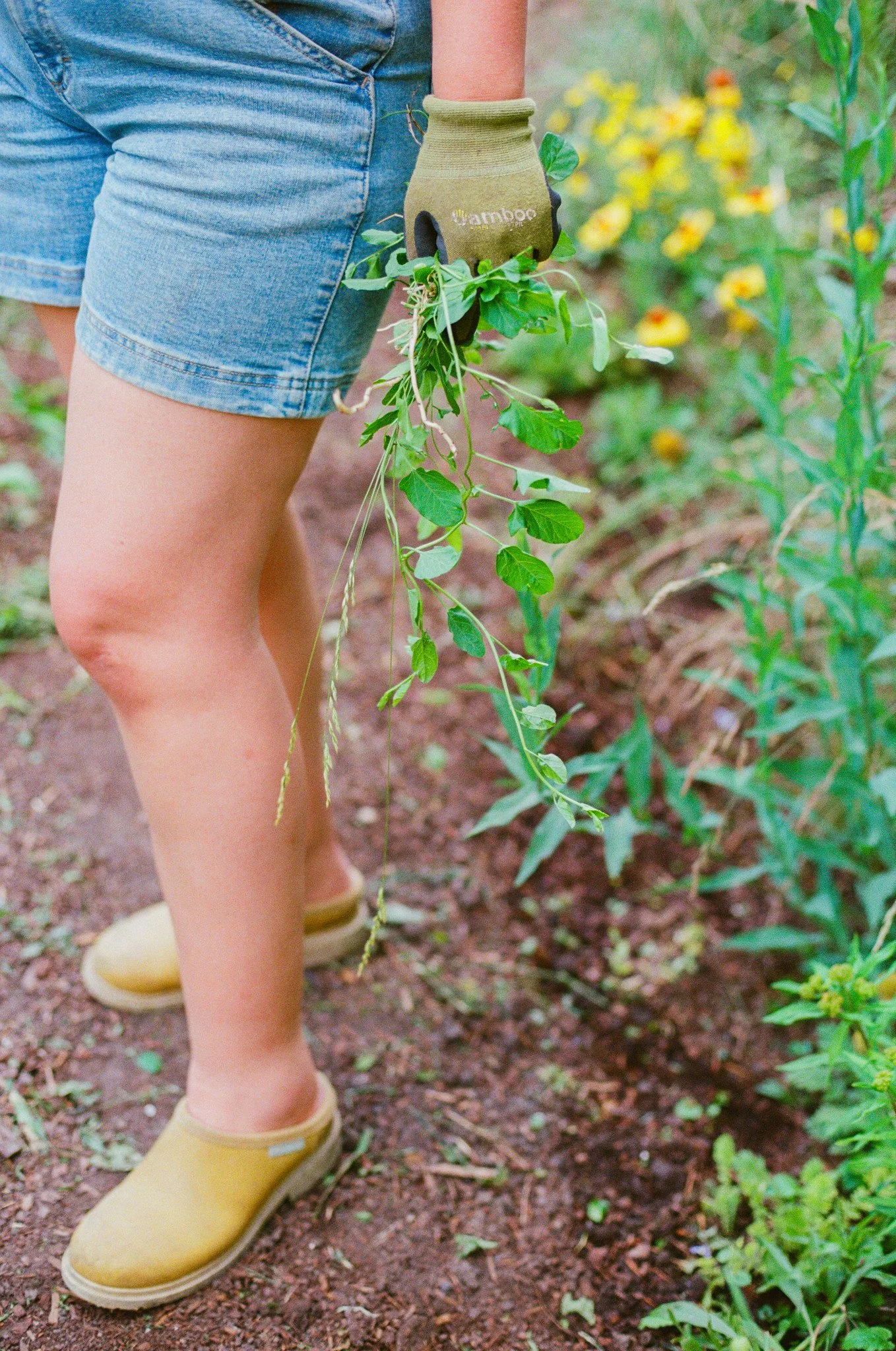 kvangenderenphotography-lightsonggardens-film-1.jpg