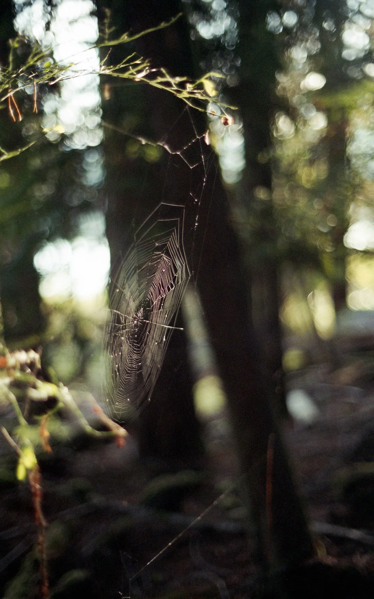 35mm-film-photograph-montana-hiking