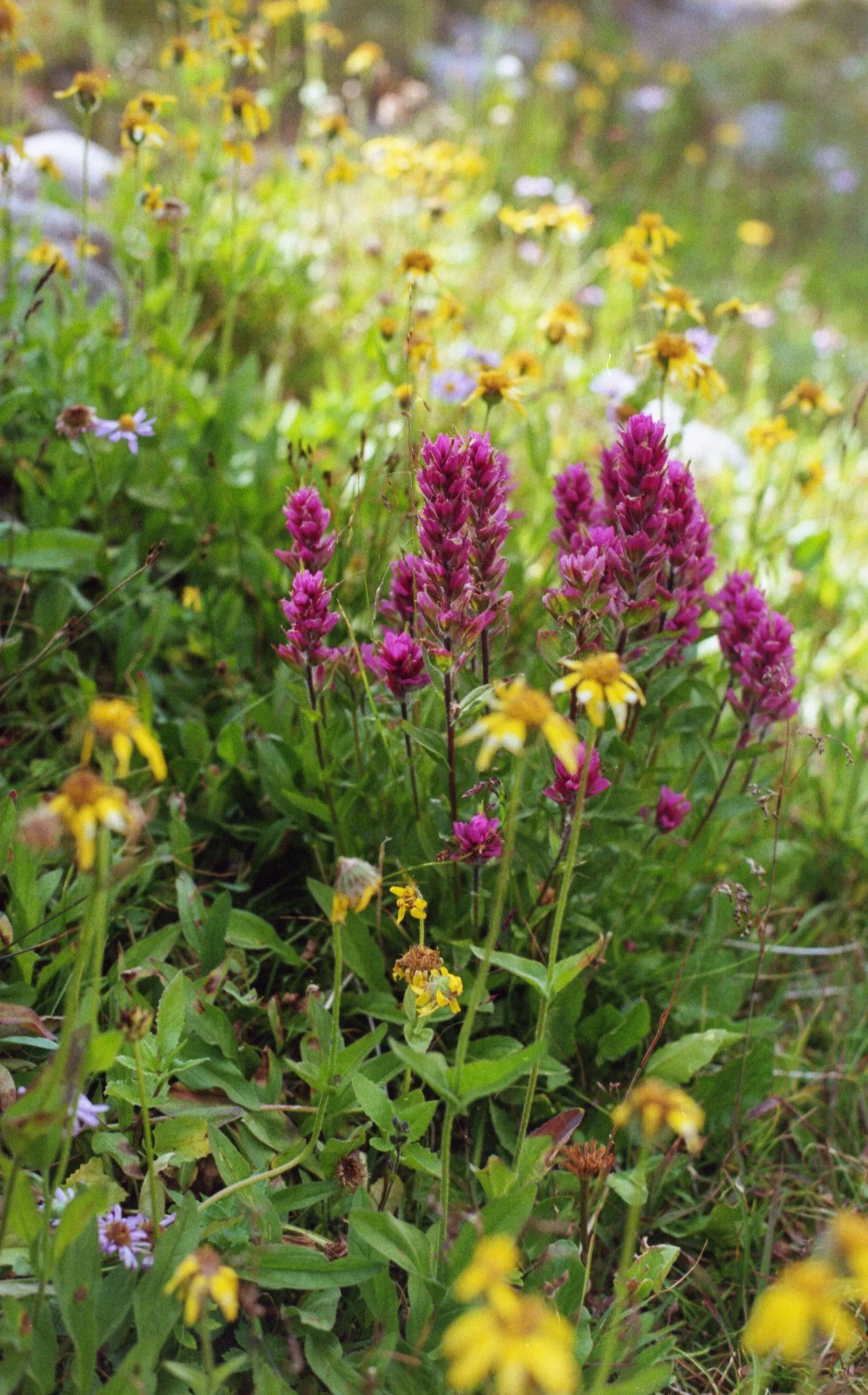 53960820667_b4cbd4c6a9_k (1).jpg