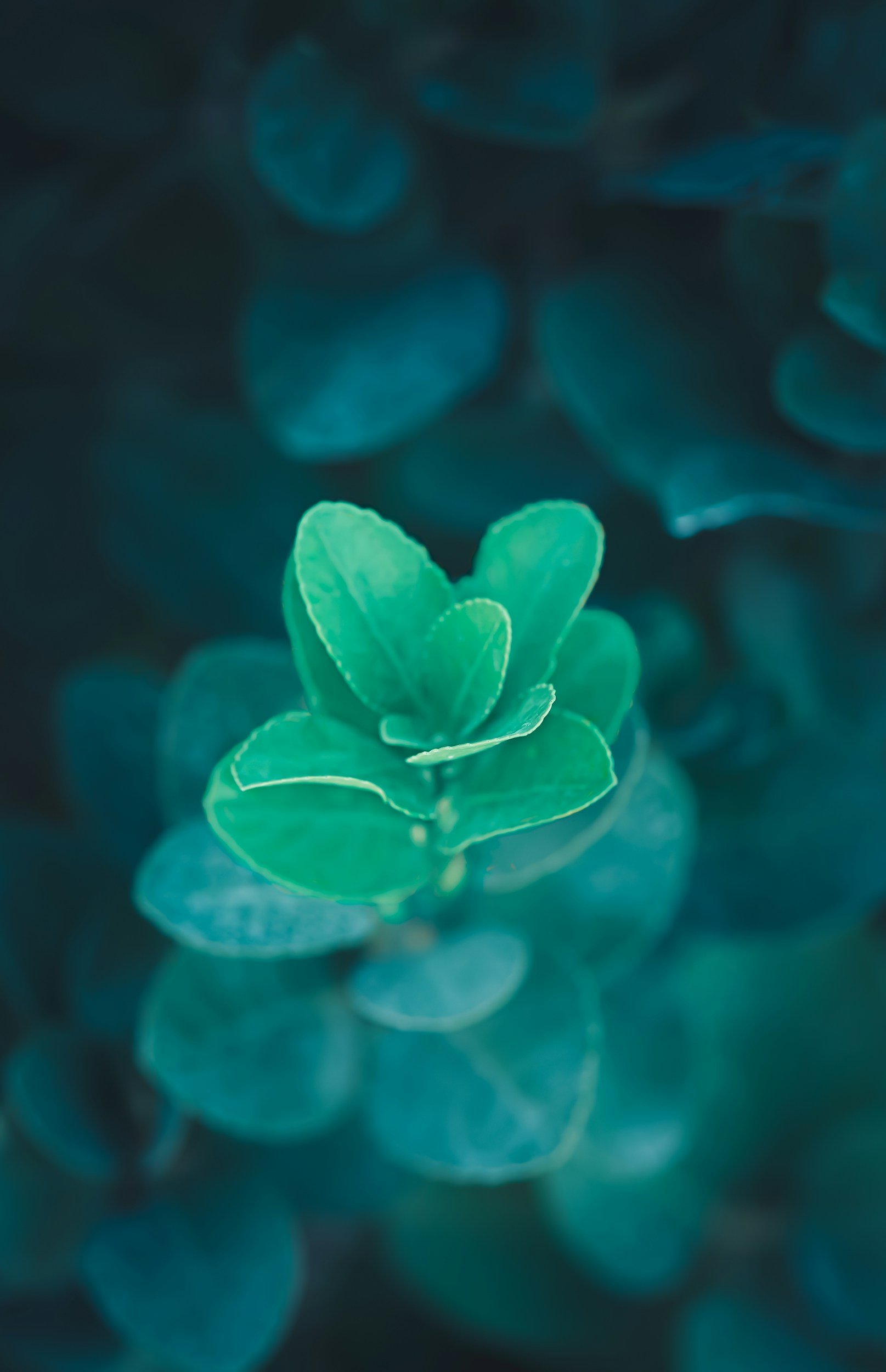 Therapy for Alexithymia in Austin, TX