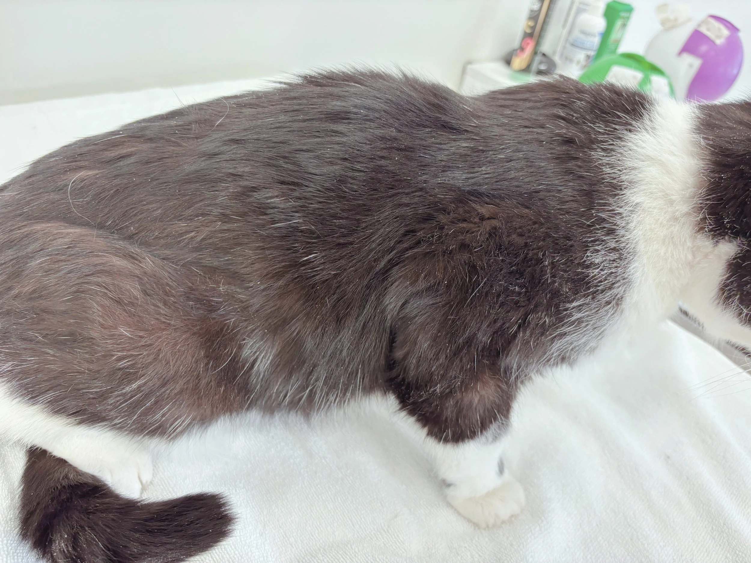 Before: Greasy Coat with Heavy Dandruff, Dullness