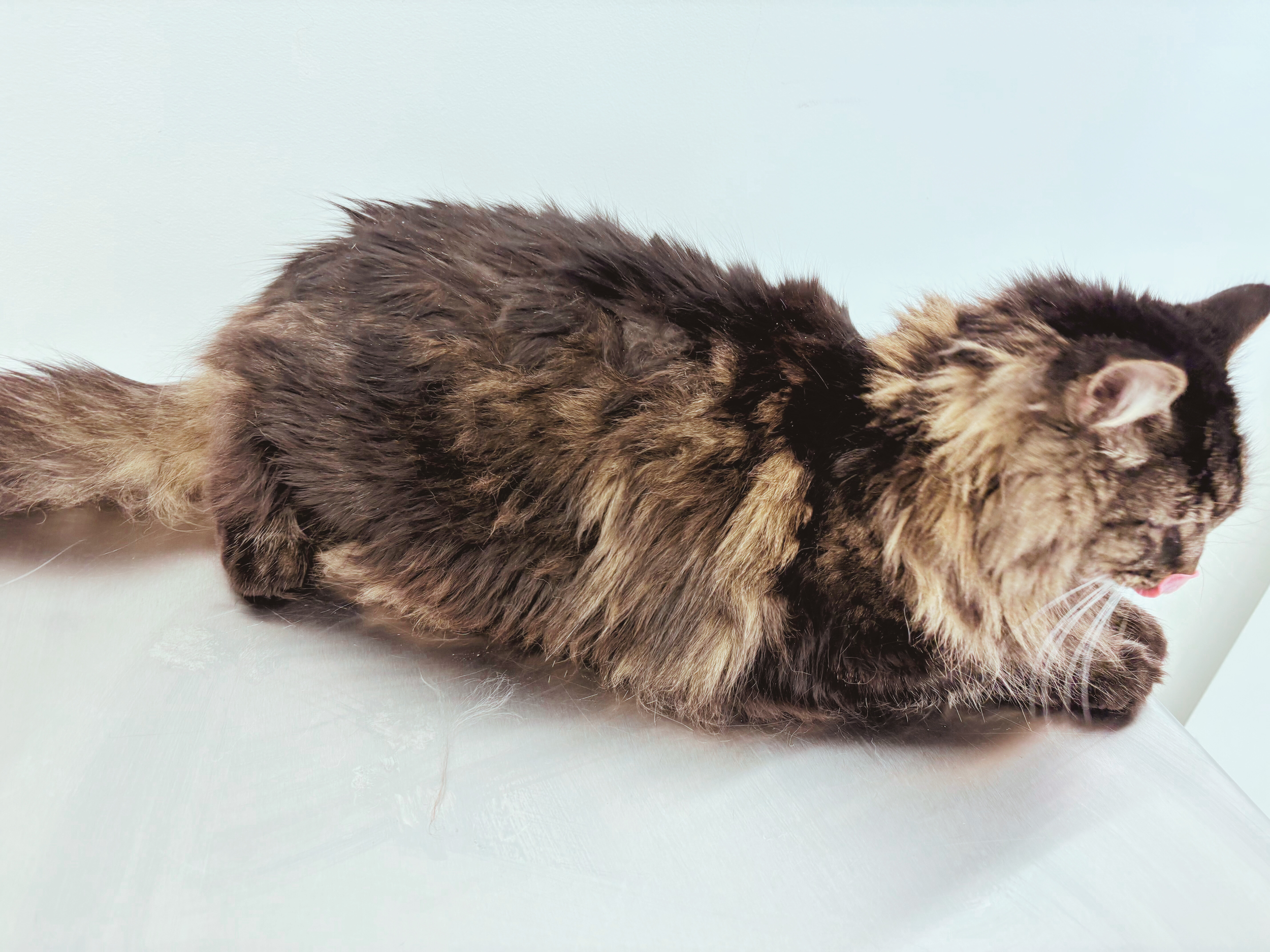 Before: Senior Kitty Unable to Groom Anymore, Severely Matted, Heavy Dandruff, Fecal Matter Stuck in Paws & Tail