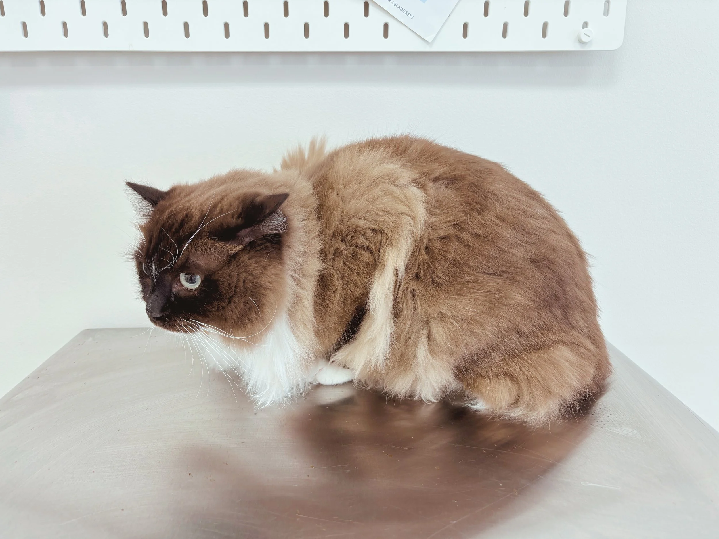 Before: Greasy, Sticky Coat, Lacking Shine and Brilliance