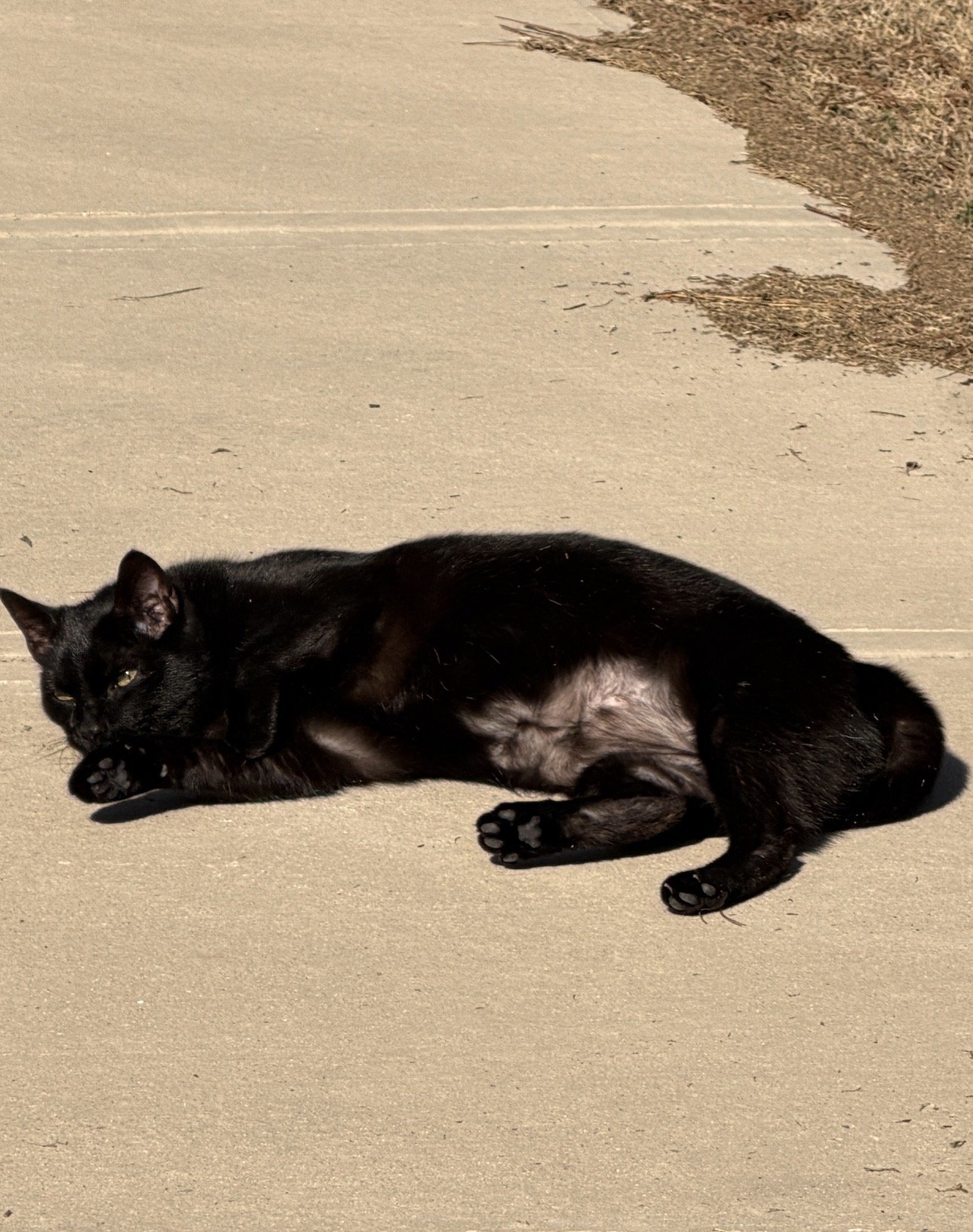 Glossy shampooed black cat in the sun. 